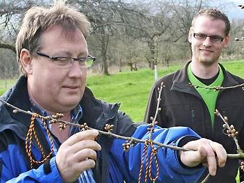 Hans Schilling (l.) und Manuel Rauch v.l.) markieren einen ganz besondern Zweig am Kirschbaum. Foto: Löwisch