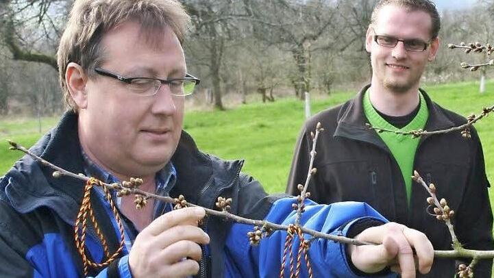 Hans Schilling (l.) und Manuel Rauch v.l.) markieren einen ganz besondern Zweig am Kirschbaum. Foto: Löwisch