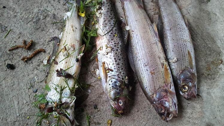 Die Wasserschutz-Polizei fahndet nach dem Verursacher des Fischsterbens in der Trubach.