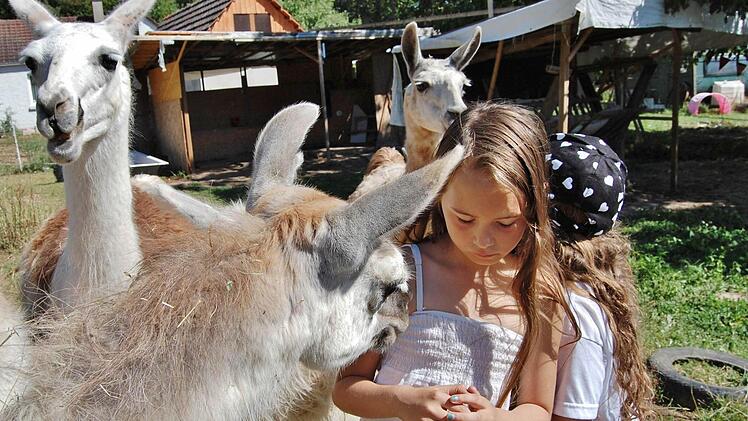 Lamaherde in Garitz. Foto: Sigistmund von Dobschütz