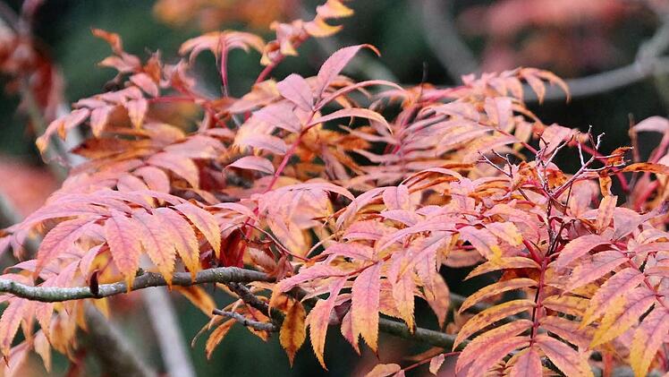 Herbst-Impressionen aus dem Traumgarten Foto: Dagmar Besand