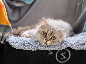 Tierheim N&uuml;rnberg mit alarmierendem Katzen-Post - "richtig geh&ouml;rt"