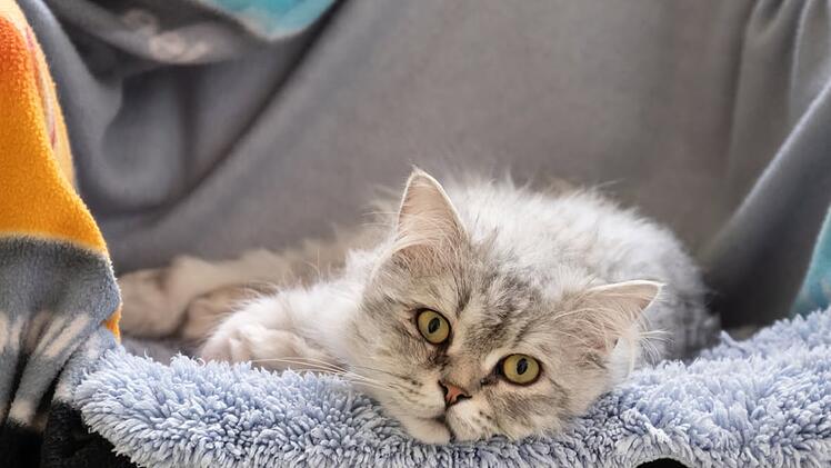 Katzen Tierheim N&uuml;rnberg