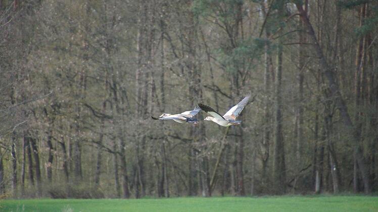 Vogel-Impressionen vom Schirmsee. Foto: Anton Then