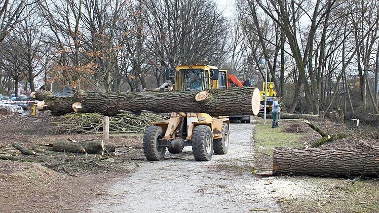 Ein Bagger transportiert den Stamm einer stattlichen Weide ab.  Fotos: Bernhard Panzer