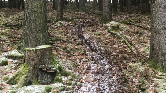 Diese Fahrspuren schädigen den Waldboden auf viele Jahrzehnte. Fotos: pr