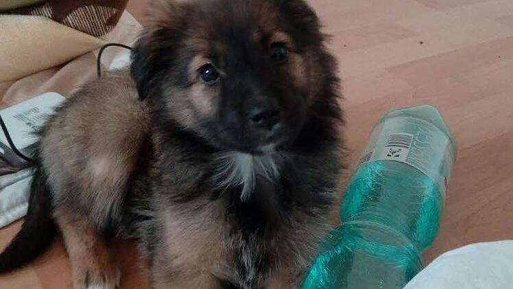 Der Welpe Lumina wurde seiner Besitzerin am Nürnberger Hauptbahnhof gestohlen. Das Foto hat die Besitzerin der Polizei zur Veröffentlichung zur Verfügung gestellt