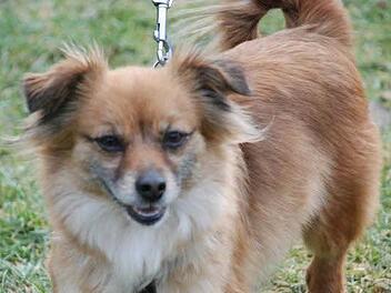 Die kleine Jolie Foto; Tierheim