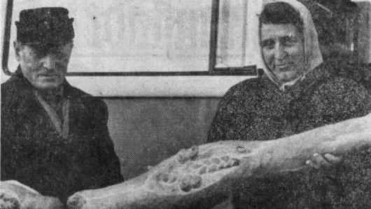 "Besonders begehrt waren natürlich wieder die knusprigen Martiniwecken in allen Größen" war am 24. November 1973 im Fränkischen Tag unter diesem Foto zu lesen. Archivbild: Nahr