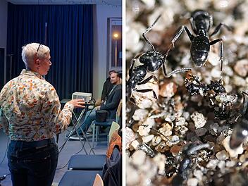 B&uuml;rger-Aufruf zu Ameisenflut in N&uuml;rnberg: "Auf Grundst&uuml;ck t&auml;tig werden"