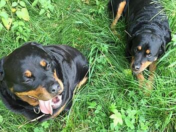 Der verurteilte Hundehalter, dessen  Rottweiler einen neunjährigen Buben gebissen und schwer verletzt hatten, und die Staatsanwaltschaft legten Berufung gegen das Urteil des Amtsgerichts Kulmbach ein. Foto: privat