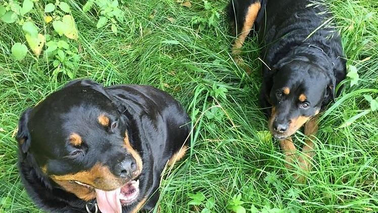 Der verurteilte Hundehalter, dessen  Rottweiler einen neunjährigen Buben gebissen und schwer verletzt hatten, und die Staatsanwaltschaft legten Berufung gegen das Urteil des Amtsgerichts Kulmbach ein. Foto: privat