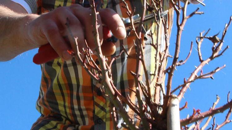 "An den Obstbäumen und Sträuchern müssen jetzt die alten Triebe entfernt werden", erklärt Marco Dötzer, der den Garten mulcht und düngt.