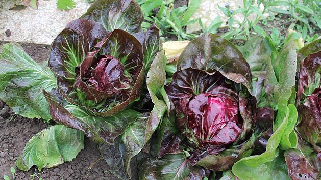 Radicchio-K&ouml;pfe. Foto: Jupp Schr&ouml;der