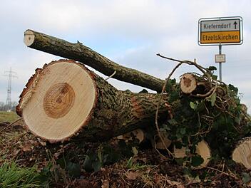 Weil Leitungen von Windrädern verlegt werden müssen, hat die Stadt Höchstadt in Etzelskirchen Bäume fällen müssen. Ein Anwohner sieht den Naturschutz verletzt. Foto: Christian Bauriedel