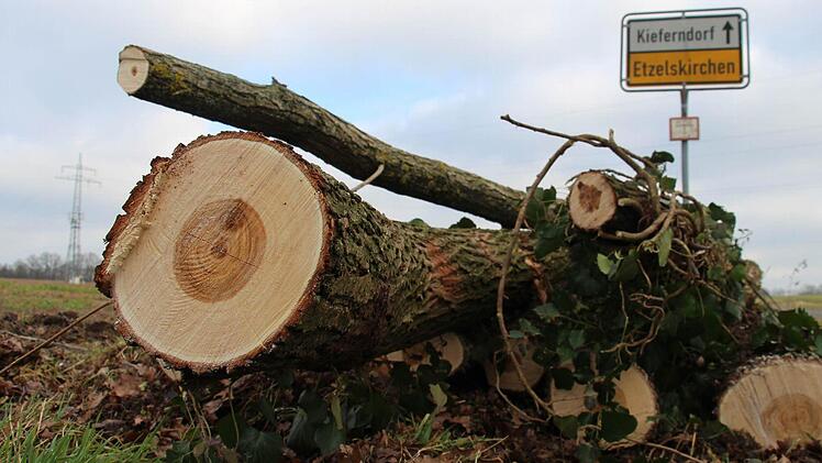 Weil Leitungen von Windrädern verlegt werden müssen, hat die Stadt Höchstadt in Etzelskirchen Bäume fällen müssen. Ein Anwohner sieht den Naturschutz verletzt. Foto: Christian Bauriedel