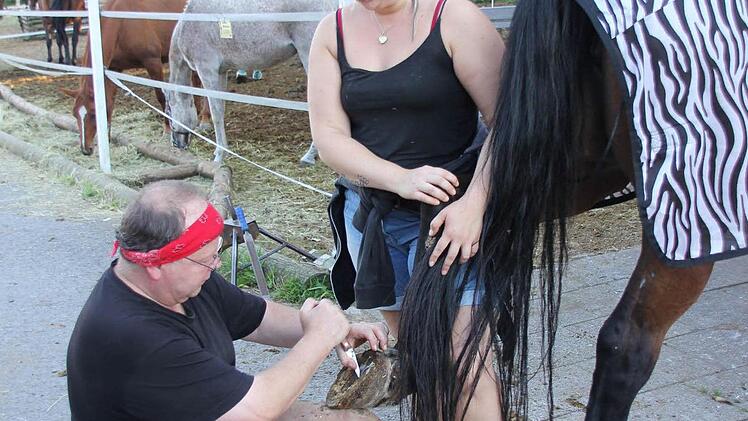 Hund Luke beobachtet die Hufpflege