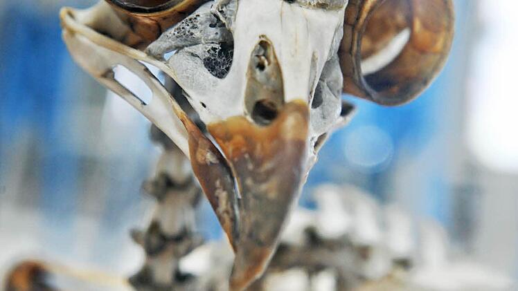 Aus dem Bamberger Vogelsaal: Skelett eines Waldkauzes. Foto: Jürgen Schabel