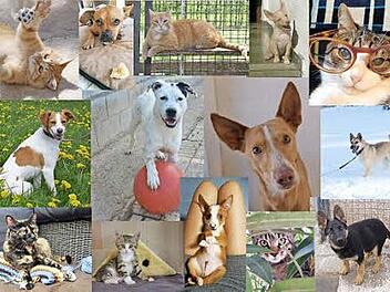 Die Bildmontage zeigt einige Fotos aus dem Kalender. Foto: Tierschutzverein