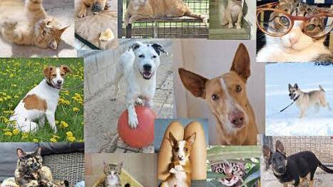 Die Bildmontage zeigt einige Fotos aus dem Kalender. Foto: Tierschutzverein