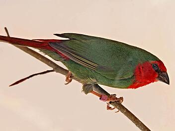 Die Rotköpfige Papageiamadine ist einer von über 900 Ziervögeln, die es am Wochenende in Mitwitz zu bestaunen gibt.  Foto: Klaus Gagel