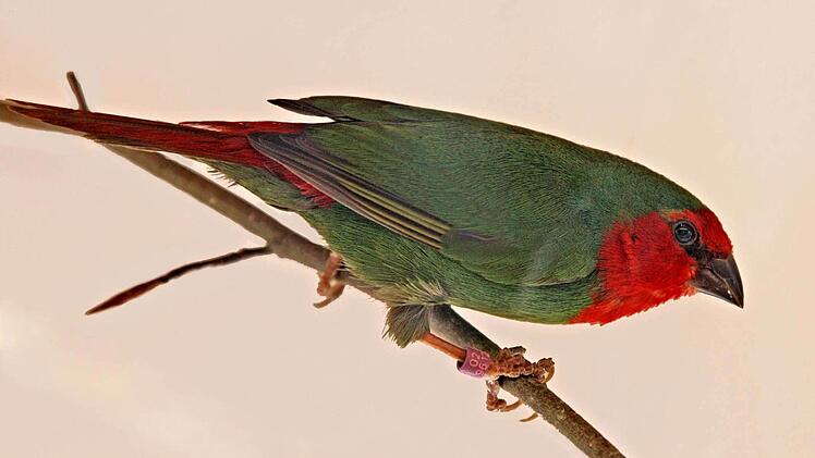 Die Rotköpfige Papageiamadine ist einer von über 900 Ziervögeln, die es am Wochenende in Mitwitz zu bestaunen gibt.  Foto: Klaus Gagel