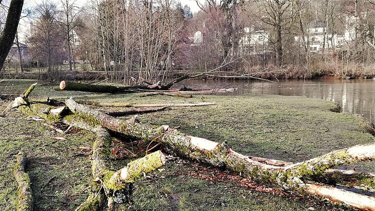 Die Stämmlinge auf der Saale-Wiese sollen der Biber-Familie als Nahrungsquelle oder zum Ausbau ihrer Burg dienen.