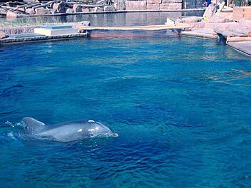 Delphin Moby zog schon vor der Eröffnung der Delphinlagune im Juli 2011 seine Bahnen im Meerwasser. Archivfoto: Helmut Mägdefrau/Tiergarten Nürnberg