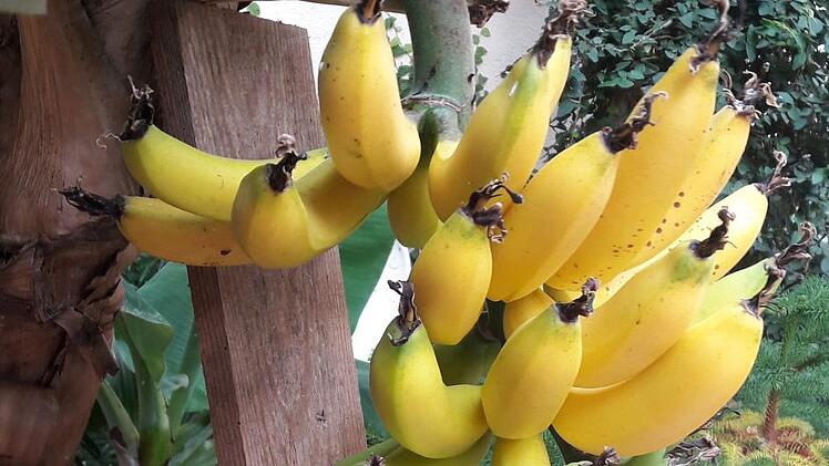 Goldgelb sind die erntereifen Bananen an der Staude.