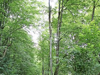 Das Natur-Kleinod Steinachtal soll möglichst unberührt bleiben und Menschen zur Erholung dienen. Fahrzeuge stören in dieser Idylle zwar, können aber von der Ortsverbindungsstraße, die durch das Tal führt, nicht ausgesperrt werden.