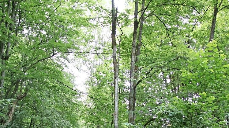 Das Natur-Kleinod Steinachtal soll möglichst unberührt bleiben und Menschen zur Erholung dienen. Fahrzeuge stören in dieser Idylle zwar, können aber von der Ortsverbindungsstraße, die durch das Tal führt, nicht ausgesperrt werden.
