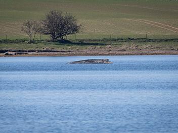 Buckelwal sitzt vor Insel Poel fest