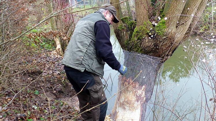 Biberberater Hans-Joachim Küfner bei einer Einzelschutzmaßnahme am Trebgast-Ufer Der Baum links wurde inzwischen vom Biber gefällt..  Foto: Dieter Hübner