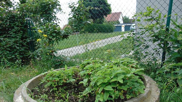 Beeren und Gemüse Foto: Petra Malbrich