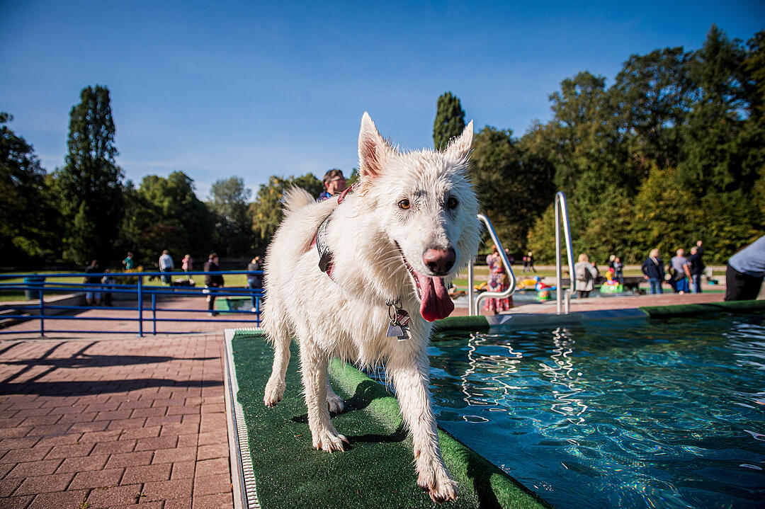 Leinen los! Hunderte Fellnasen erobern Freibad nach Saisonende