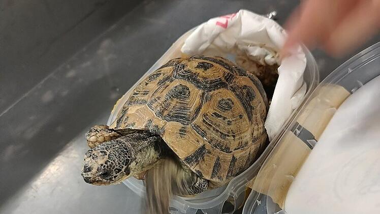 Schildkröten in Eiscremebox entdeckt