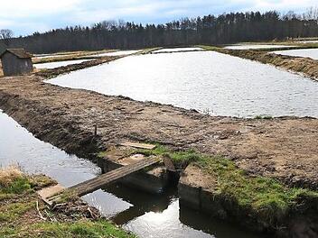 Im Langenbachgrund und der Haarweiherkette bei Haid dokumentieren Biologen, welche seltenen Tier- und Pflanzenarten hier ihren Lebensraum gefunden haben. Foto: Josef Hofbauer