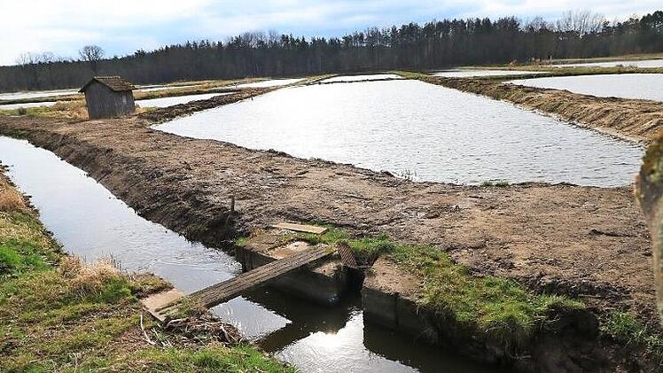 Im Langenbachgrund und der Haarweiherkette bei Haid dokumentieren Biologen, welche seltenen Tier- und Pflanzenarten hier ihren Lebensraum gefunden haben. Foto: Josef Hofbauer