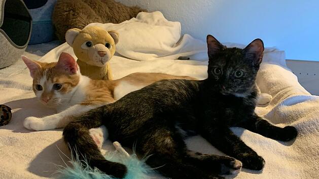 Tierheim Pfaffengrün schildert erschütternde Aktion: Katzen "konnten Welt nicht verstehen"