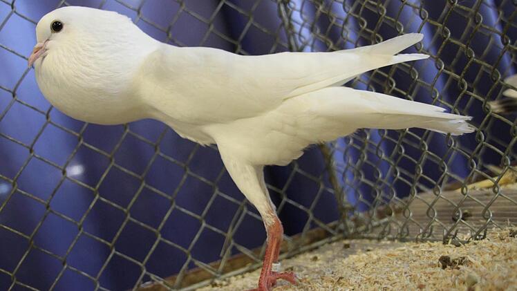 Strahlend weiß und elegant wie eine Ballerina. Diese Taube aus der Rasse Brünner Kröpfer wurde zum Bayern-Champion gekürt. Foto: Stephan Stöckel.