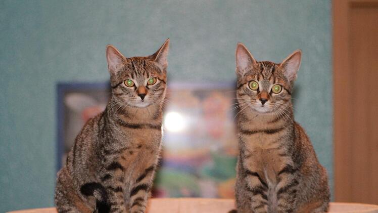 Die Tierheim-"Insassen" Summer und June