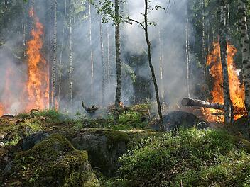 Waldbrandgefahr erreicht Stufe 4 in Bayern: Strenge Verbote f&uuml;r offenes Feuer, hohe Risiken insbesondere in Lohr am Main und den Chiemgauer Alpen.