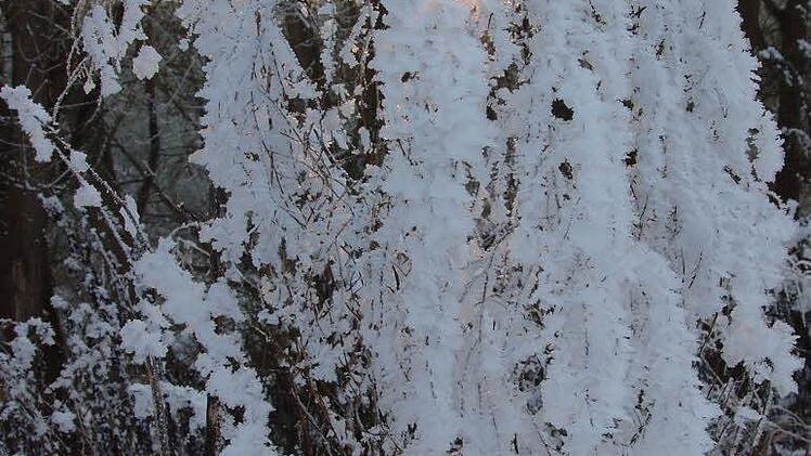 Rauhreif in den Obstplantagen der Mainschleife. Foto: Ingrid Dusolt