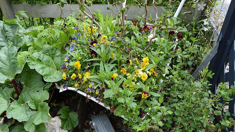 Kreativ im Garten: Rosemarie Hübner aus Katschenreuth verwirklicht in ihrer grünen Oase ihre Ideen und findet dabei Ruhe und Entspannung. Foto: Dagmar Besand