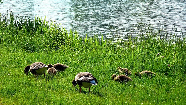 Die Population der Wildgänse in den Mainauen gedeiht. Hier am Baggersee in Sand zieht dieses Wildgänsepaar fünf junge Gänse auf.  Foto: ab