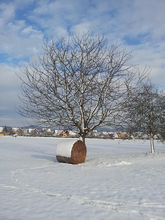 Schnee und Eis - Die schönsten Aufnahmen aus Franken