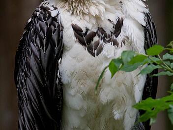 Dank der Nachkommen dieser Tambacher Geierdame können Bartgeier wieder am Himmel über den Alpen beobachtet werden. Foto: Achim Schmidt