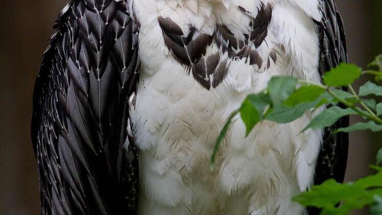 Dank der Nachkommen dieser Tambacher Geierdame können Bartgeier wieder am Himmel über den Alpen beobachtet werden. Foto: Achim Schmidt