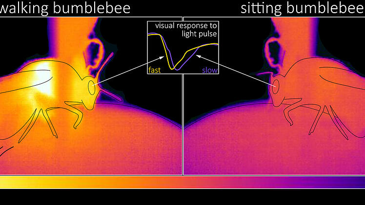 W&uuml;rzburg: Sehen Hummeln bei Bewegung besser? Wissenschaftler finden Beweis