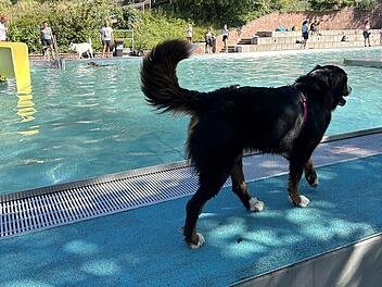 Tierisches Vergnügen zu Saisonende: Hunde-Badetag in Bad Kissingen